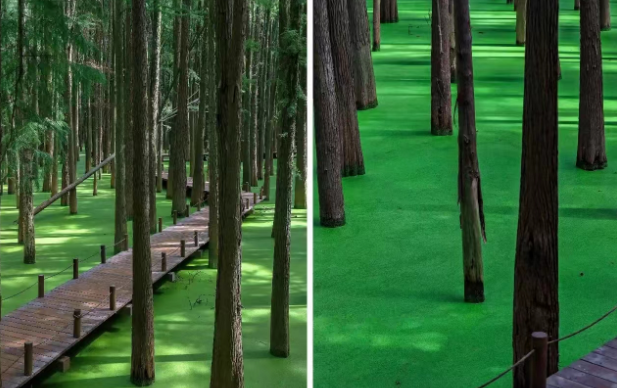 青山湖抹茶水上森林4