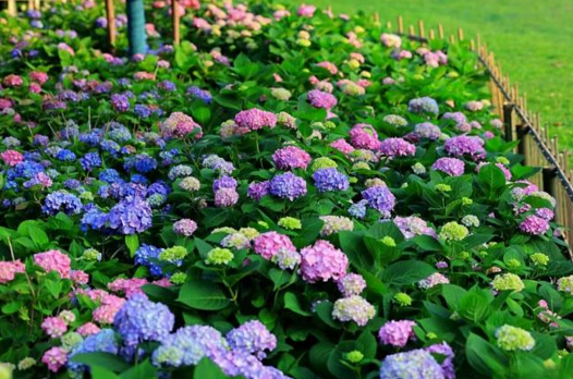 鼋头渚菖蒲
