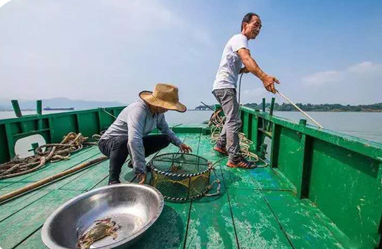 宁海湾捕鱼